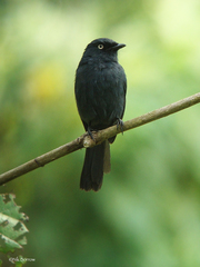 Melaenornis ardesiacus