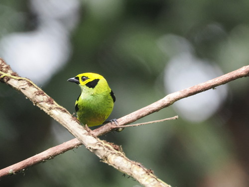 Emerald Tanager (Tangara florida), photo 6