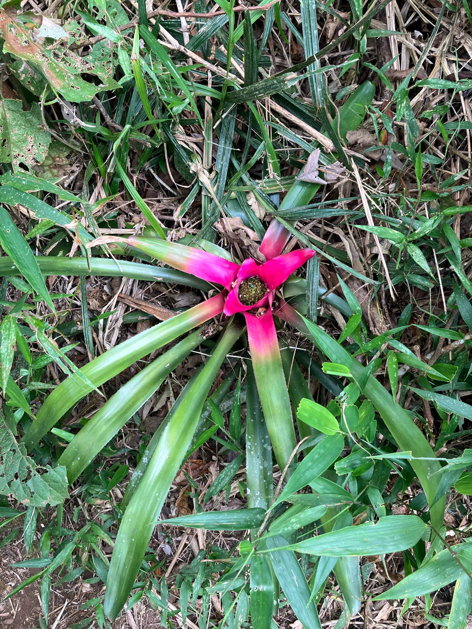 Imagem de Bromélia