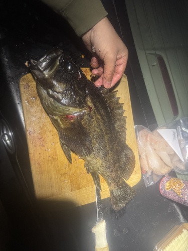 Grass rockfish (Sebastes rastrelliger) — Sebastidae