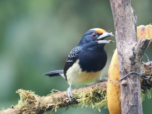 Orange-fronted Barbet (Capito squamatus), photo 5