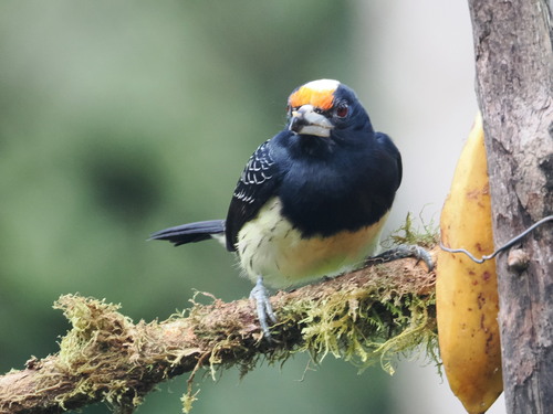 Orange-fronted Barbet (Capito squamatus), photo 10