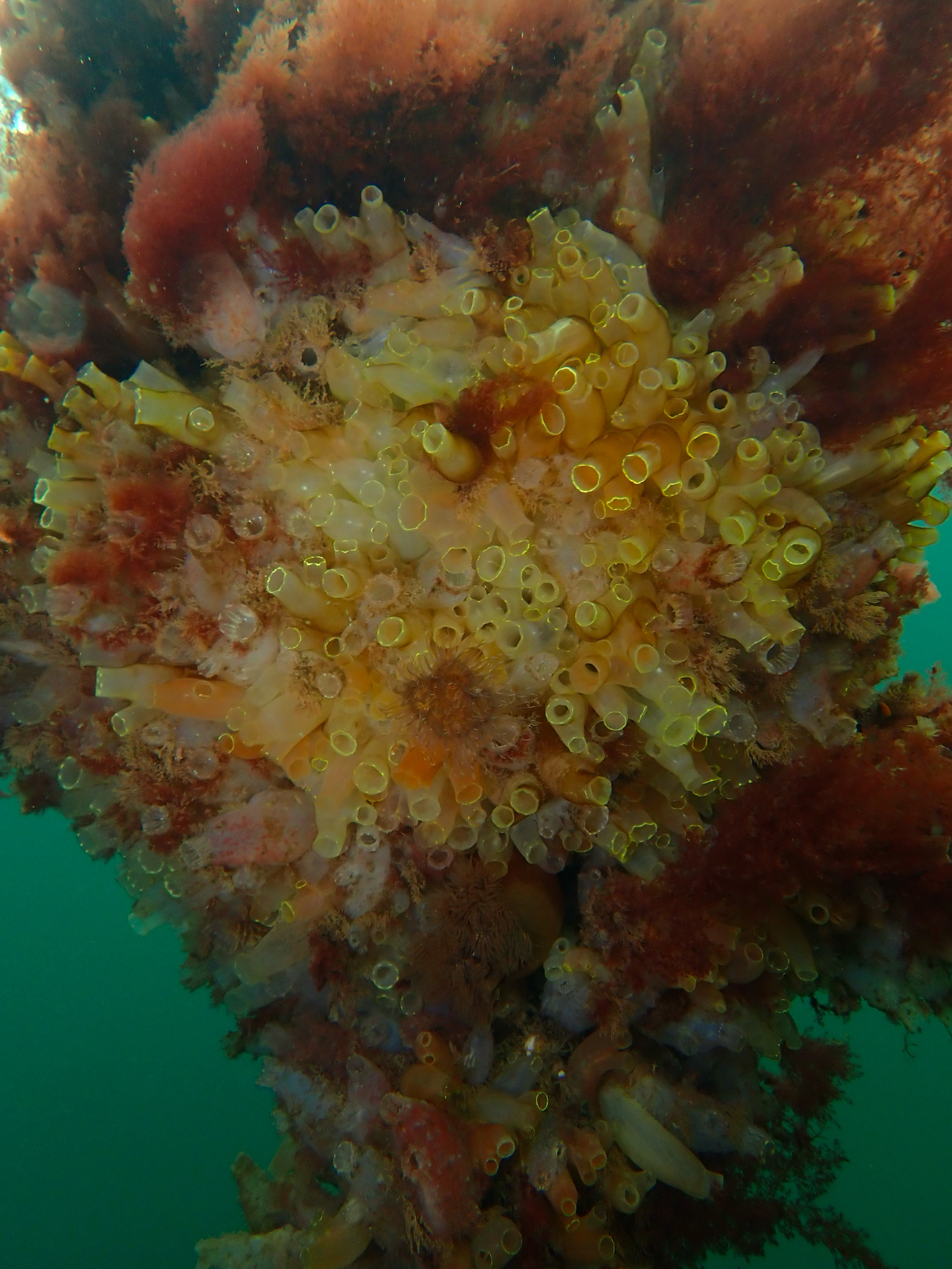 Ciona intestinalis (Linnaeus, 1767)
