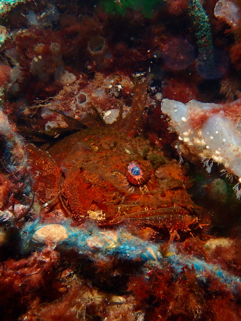 Atlantic sea raven (Hemitripterus americanus) — Hemitripteridae