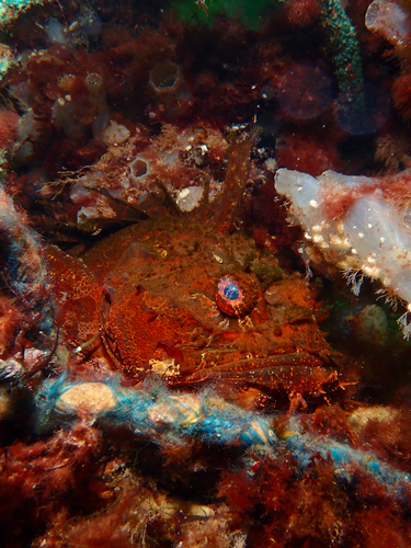 Atlantic sea raven (Hemitripterus americanus) — Hemitripteridae