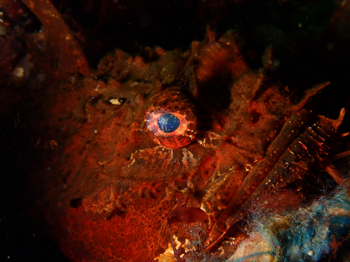 Atlantic sea raven (Hemitripterus americanus) — Hemitripteridae — 4