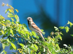 Passer domesticus
