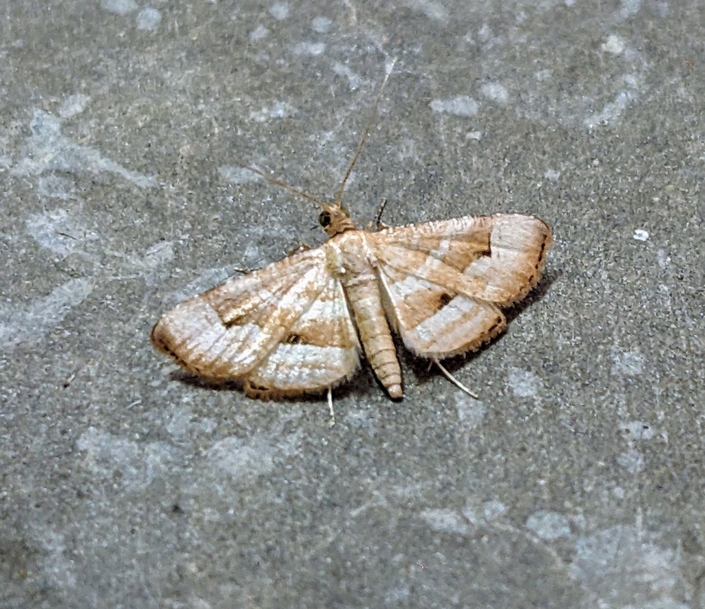 Addaea venustus