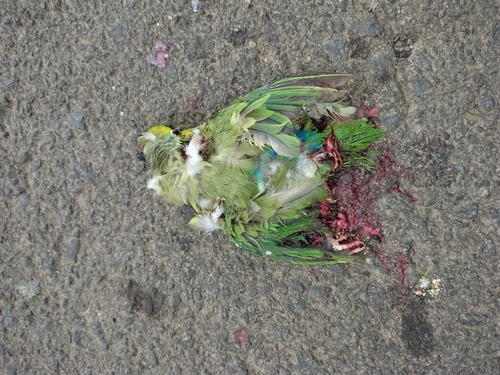 Pacific Parrotlet