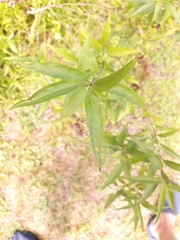 Baccharis oxyodonta