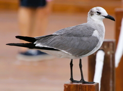 Laughing Gull photo 4