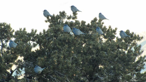 Pinyon Jay (Gymnorhinus cyanocephalus), photo 1