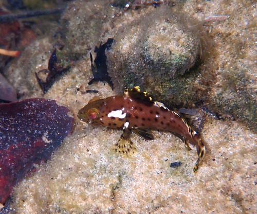Epinephelus longispinis observed 2026-01-10