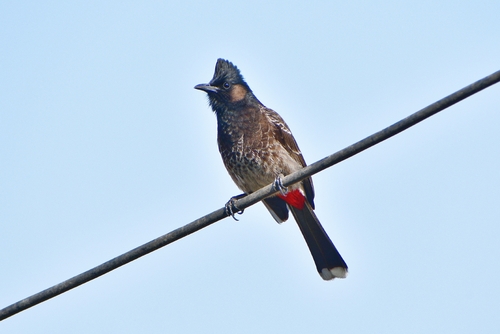 Pycnonotus cafer