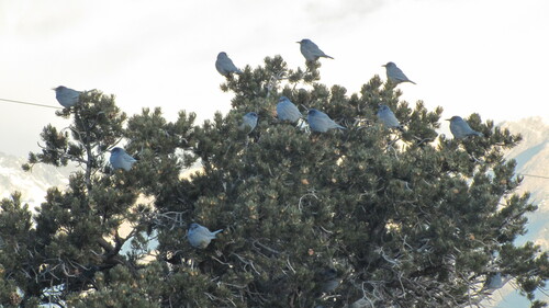 Pinyon Jay (Gymnorhinus cyanocephalus), photo 2