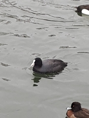 Fulica atra
