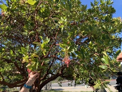Arbutus × andrachnoides
