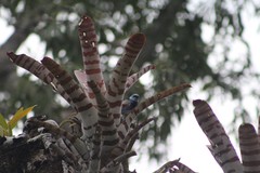 Stilpnia nigrocincta