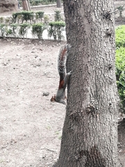 Sciurus aureogaster