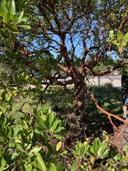 Arbutus × andrachnoides