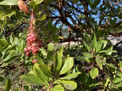 Arbutus × andrachnoides