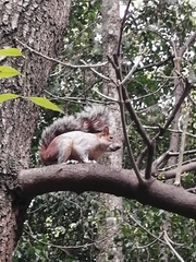 Sciurus aureogaster