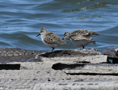 Calidris pusilla
