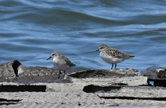 Calidris pusilla