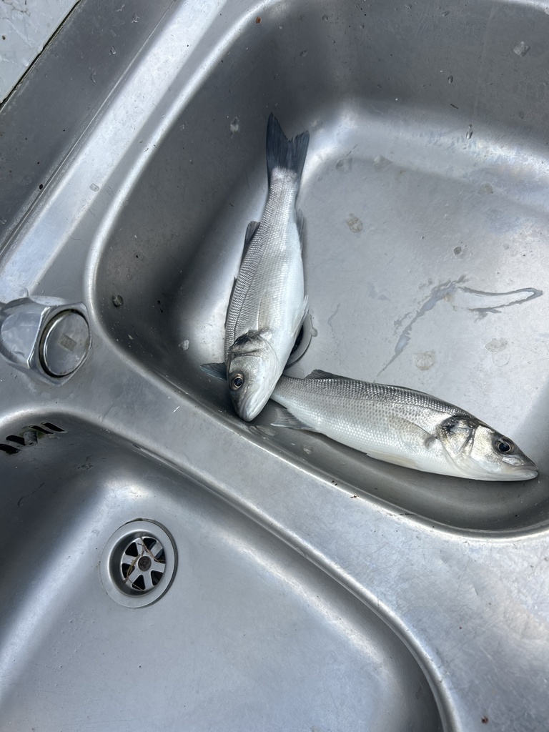 European seabass (Dicentrarchus labrax) — Moronidae