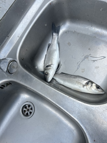 European seabass (Dicentrarchus labrax) — Moronidae