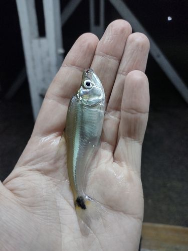 Silver sabretooth tetra (Cynopotamus argenteus) — Characidae