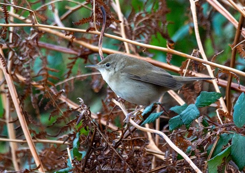 Blyth's Reed Warbler, Valdoviño, La Coruña, España, photo 6 of 10