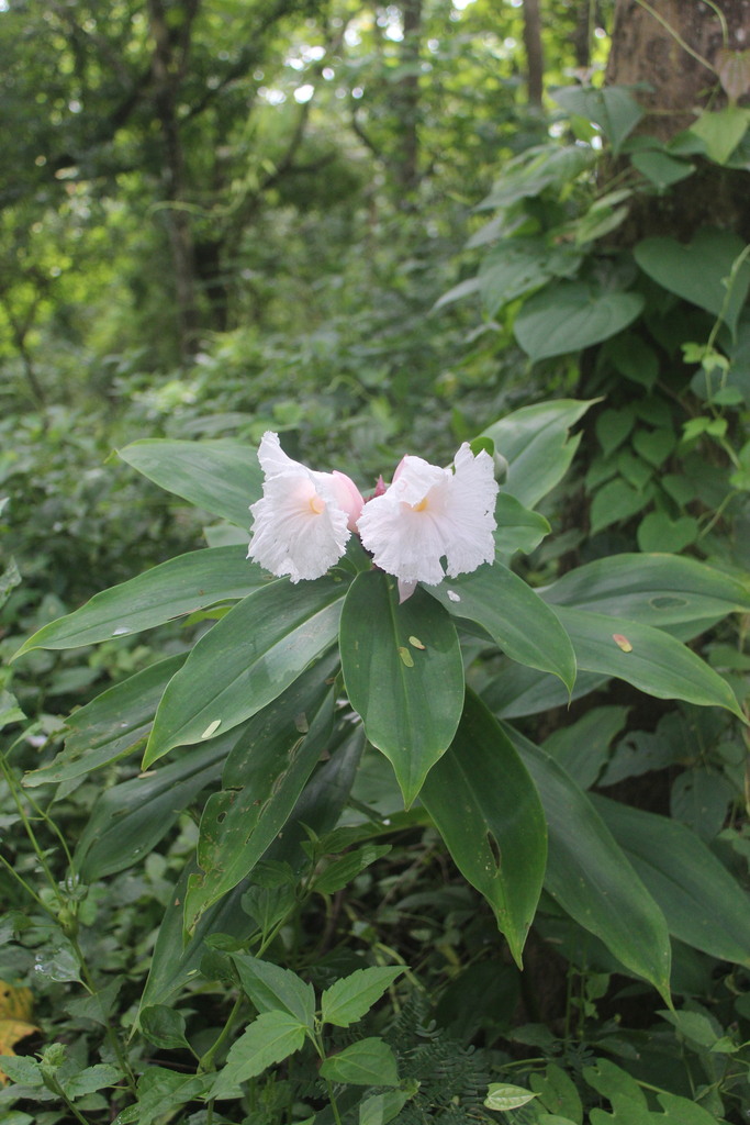 Hellenia speciosa (Hellenia speciosa)