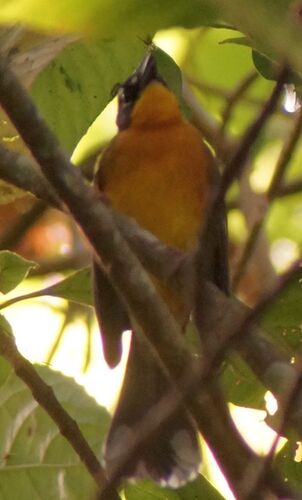 Fan-tailed Warbler (Basileuterus lachrymosus)
