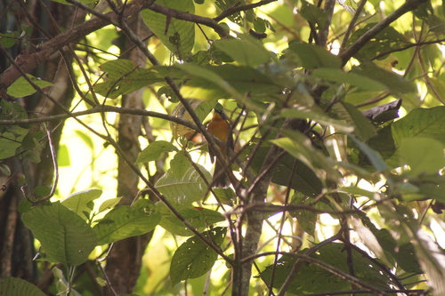 Fan-tailed Warbler (Basileuterus lachrymosus), photo 8