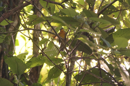 Fan-tailed Warbler (Basileuterus lachrymosus), photo 2