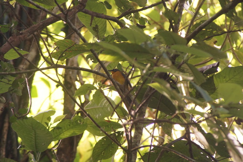 Fan-tailed Warbler (Basileuterus lachrymosus), photo 9
