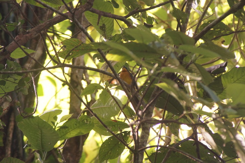 Fan-tailed Warbler (Basileuterus lachrymosus), photo 10