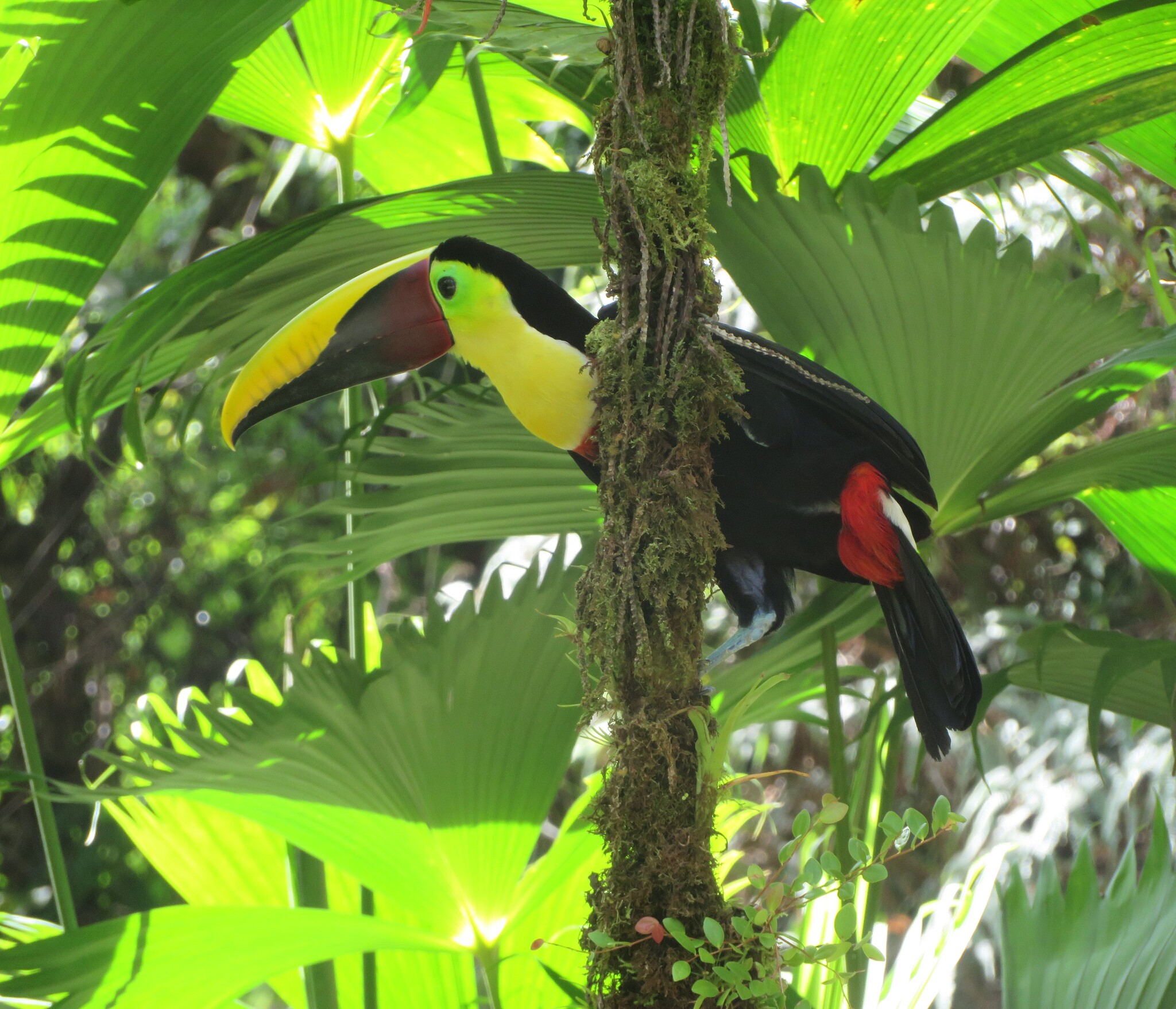 Yellow-throated Toucan (Ramphastos ambiguus), photo 9
