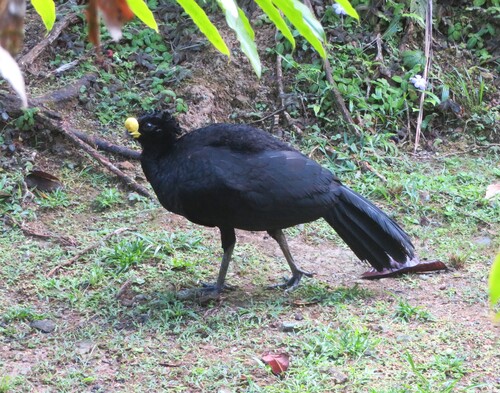 Great Curassow (Crax rubra), photo 6