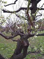 Prunus