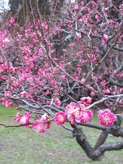 Prunus mume