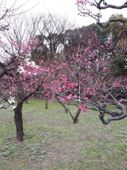 Prunus mume