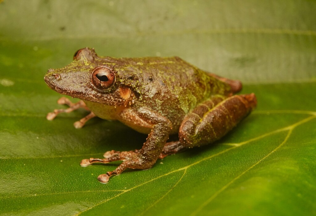 Joly's Snouted Treefrog