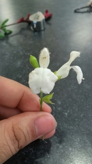 Salvia microphylla microphylla