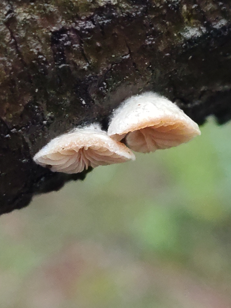 Crepidotus · January 2026 · photo: © davidhanks (iNaturalist, cc0)