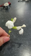 Salvia microphylla microphylla