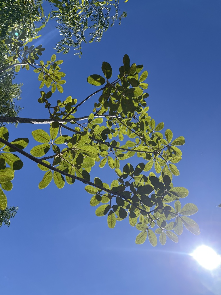 Foto de Vitex beraviensis