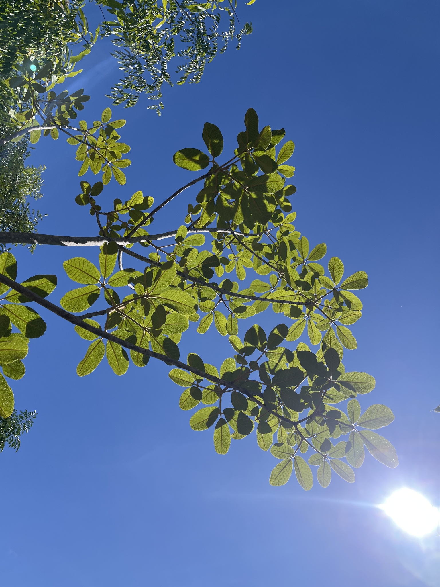 Imagem de Vitex beraviensis