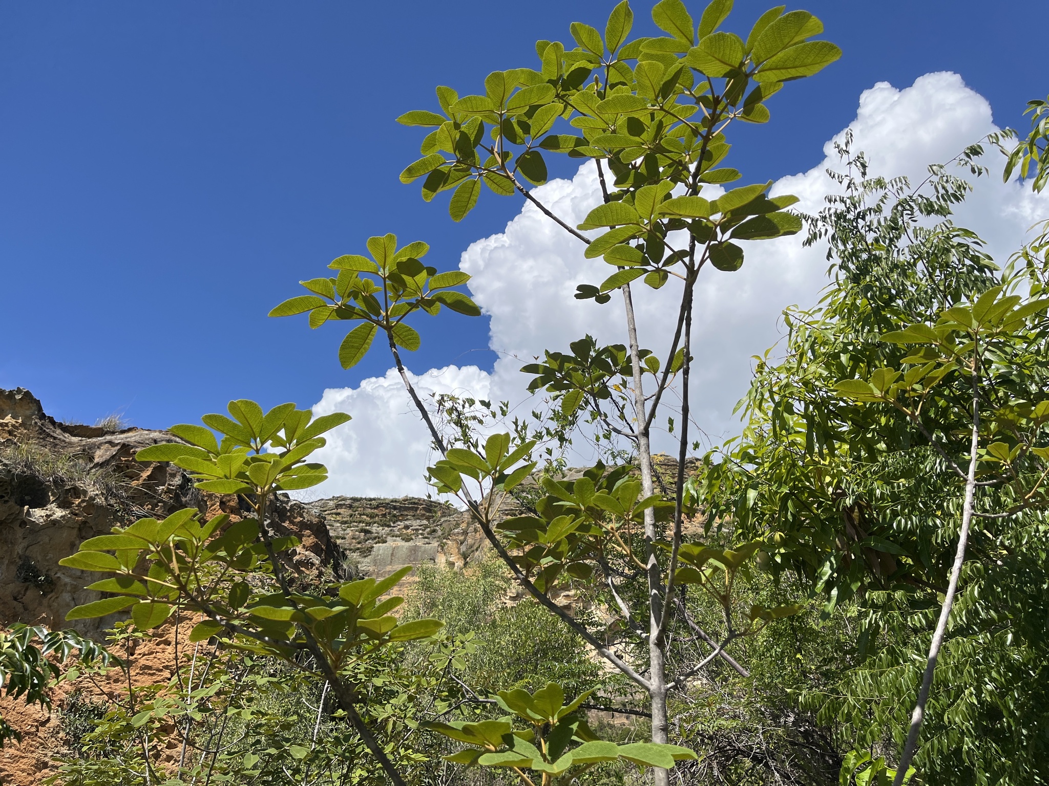 Imagem de Vitex beraviensis